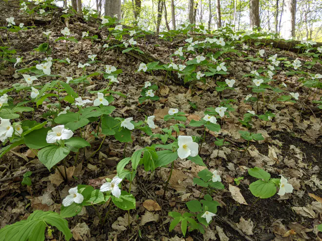 Trillium growing in Smith Woods, Trumansburg, NY by Katie Bagnall-Newman.