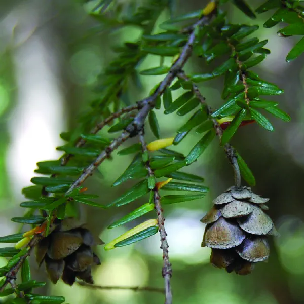 Tsuga canadensis