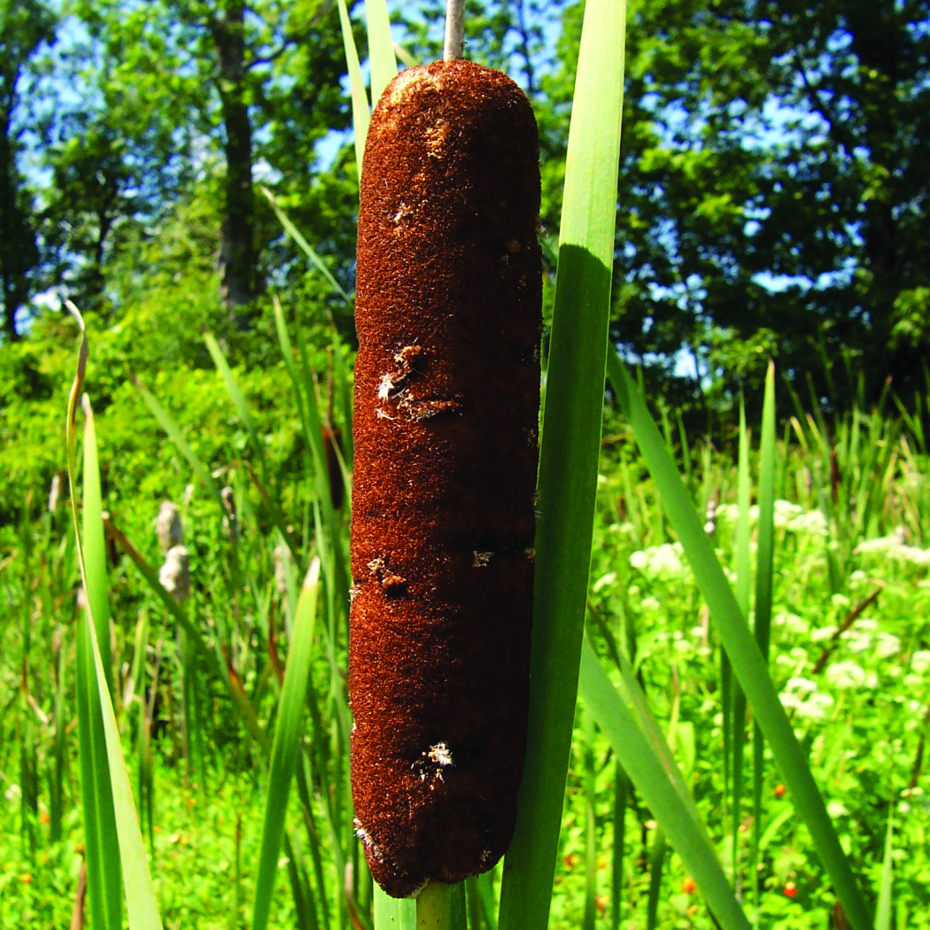 Typha latifolia  Earth@Home: Biodiversity