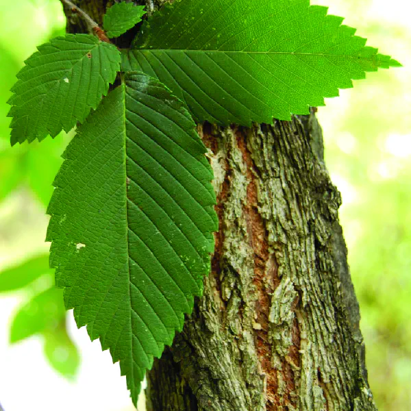 Ulmus rubra