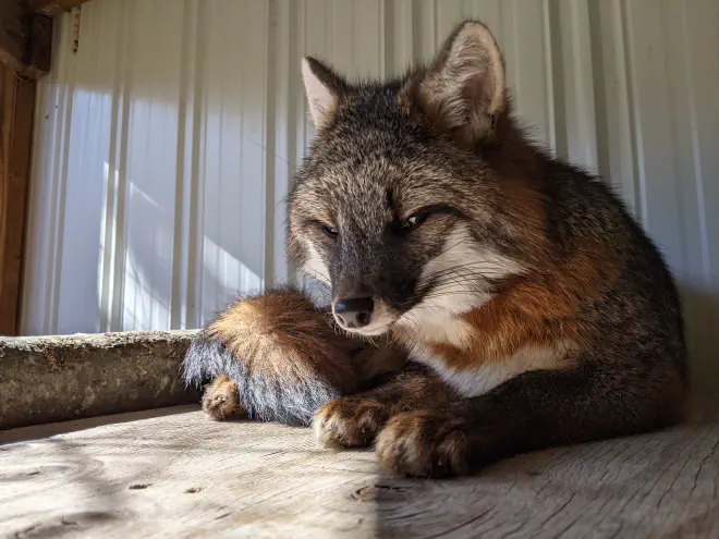 Gray fox in captivity at the Cayuga Nature Center by Katie Bagnall-Newman