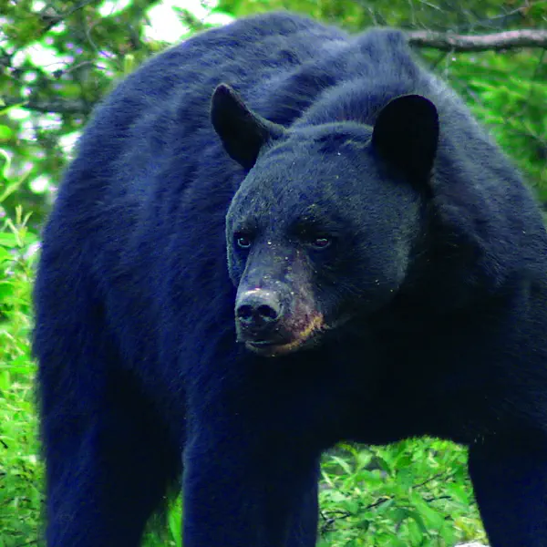 Ursus americanus