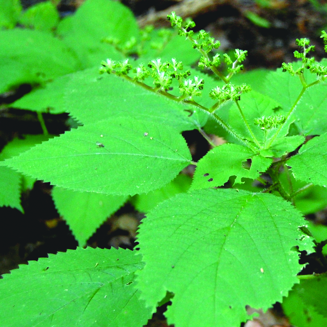 mint plant with flowers Blue Fortune Hummingbird Mint