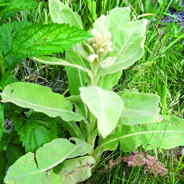 Verbascum thapsus