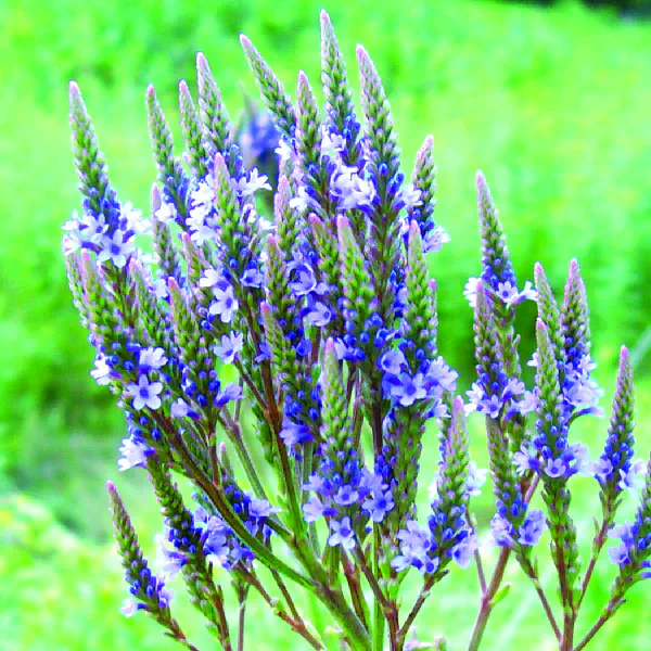 Verbena hastata