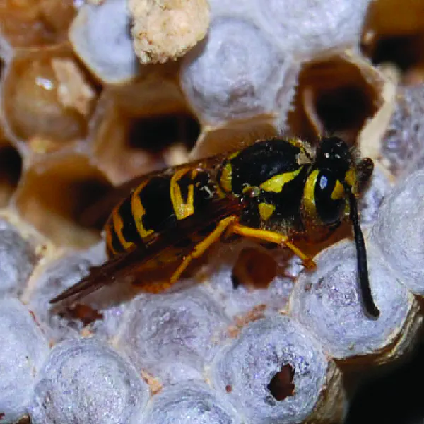 Vespula maculifrons