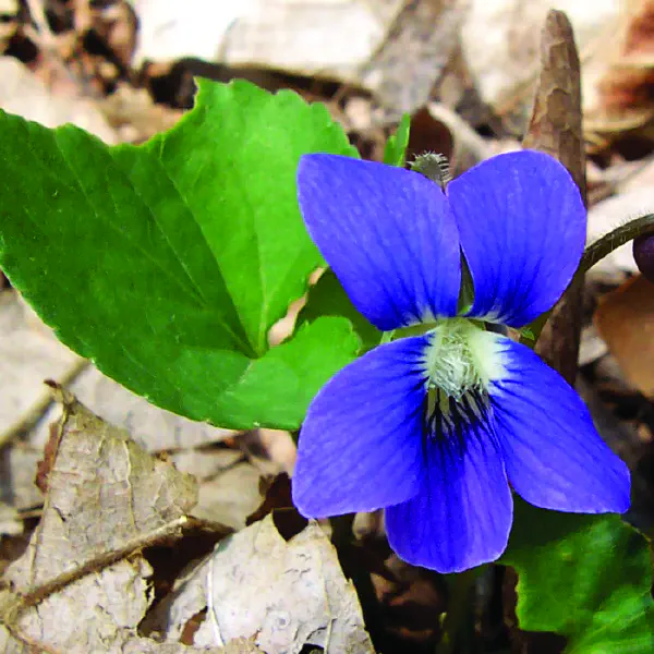 Viola sororia