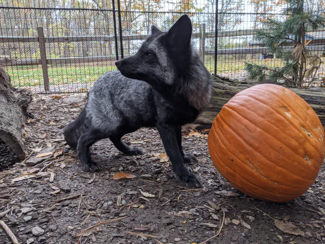 Cinder the silver colored red fox at the Cayuga Nature Center.