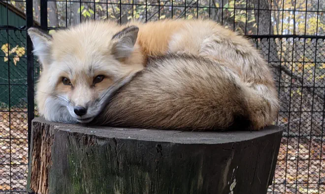 Daisy the red fox at the Cayuga Nature Center.