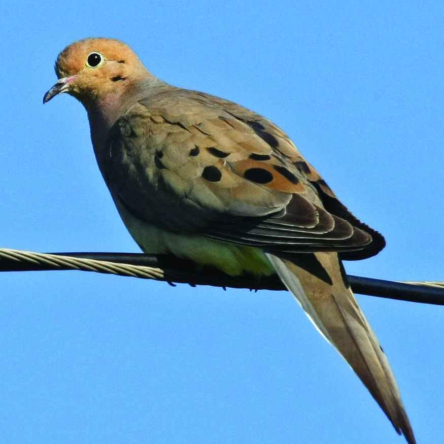 Zenaida Dove